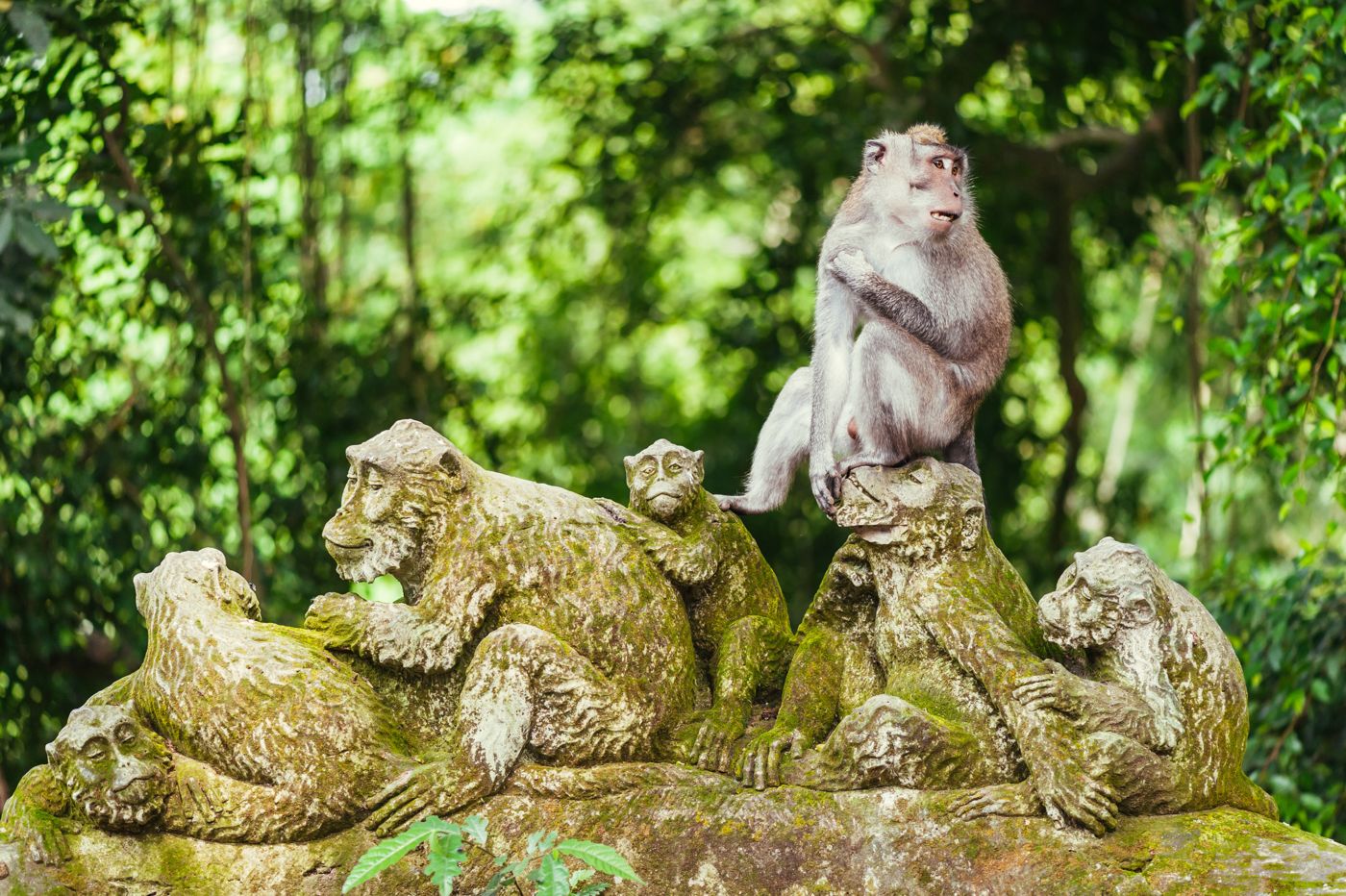 乌布圣猴森林 Sacred Monkey Forest 环境或菜品参考 1